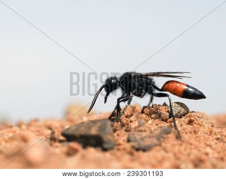 Earth Wasp Sphecidae Digs A Hole In The Sand