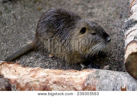 Portrait Of Coypu Nutria. Myocastor Coypus, Sitting Near The Rivershore.