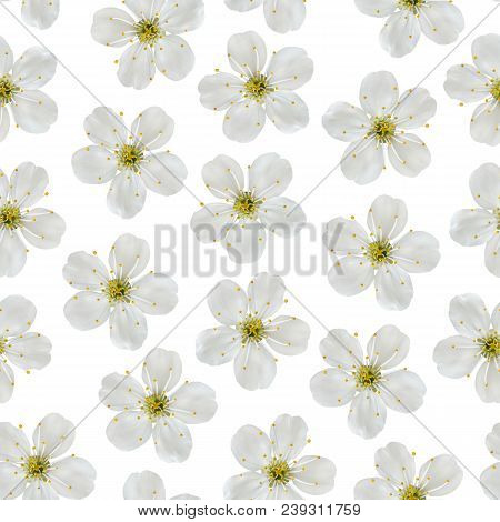 Seamless Pattern. White Flowers Of A Cherry On A White Background.