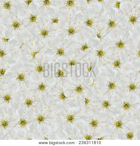 Seamless Pattern. White Cherry Flowers Are Tightly Pressed Together.