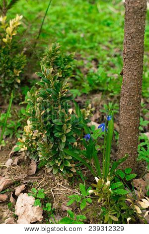 Blue Scilla Siberica Or Siberian Squill Flowers. First Spring Flowers. Blue Scilla Flowers Blooming 