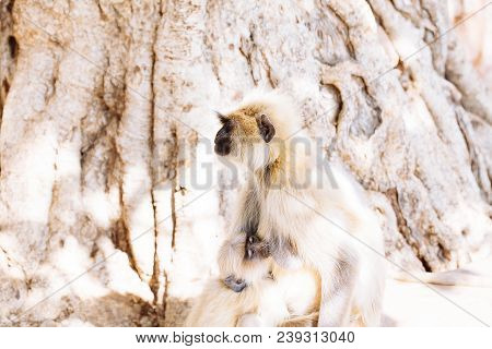 Gray Langurs Monkey. India