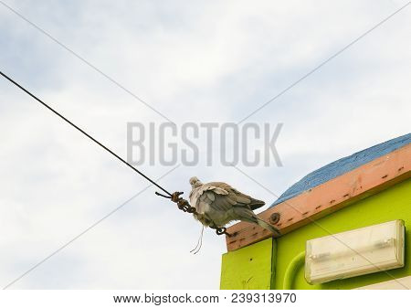 Sleepy Pigeon In Coralejo, Fuerteventura, Canary Island