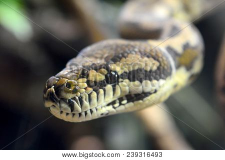 Head Of Darwin Carpet Python (morelia Spilota Variegata)
