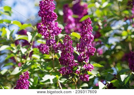 Floral Natural Background. Lilac Flowers Close Up. Lilac Flowers Background. Macro Image Of Spring L