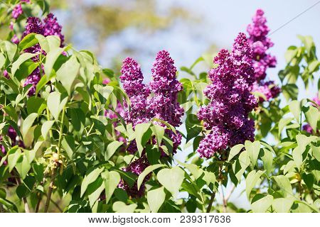 Floral Natural Background. Lilac Flowers Close Up. Lilac Flowers Background. Macro Image Of Spring L