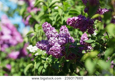 Floral Natural Background. Lilac Flowers Close Up. Lilac Flowers Background. Macro Image Of Spring L