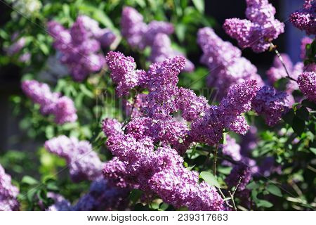 Floral Natural Background. Lilac Flowers Close Up. Lilac Flowers Background. Macro Image Of Spring L