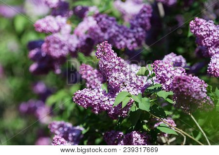 Floral Natural Background. Lilac Flowers Close Up. Lilac Flowers Background. Macro Image Of Spring L