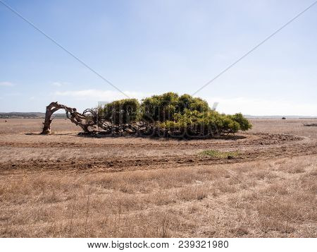 Leaning Tree, Eucalyptus Camaldunlensis, Geraldton Greenough, Western Australia