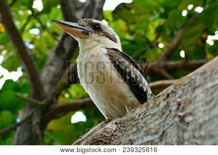 Kookaburra (genus Dacelo) On A Tree Branch In Australia.