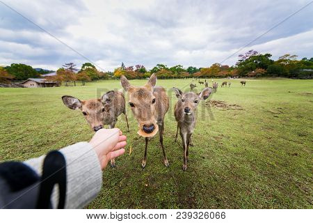 Sacred Sika Deers Nara Park Forest, Japan