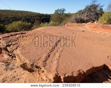 Ancient Eurypterid Tracks From 400 Million Years Ago, Kalbarri National Park, Western Australia