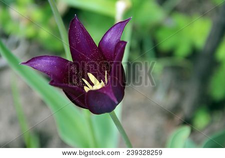 Macro Image Of Amazing Purple Flower With Dots Of Pollen Inside The Bud