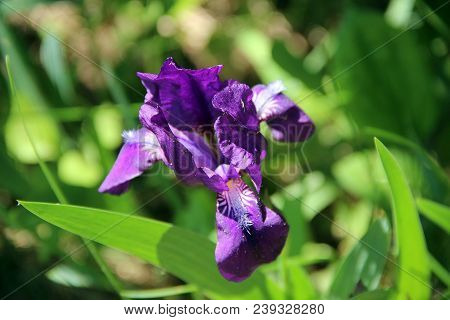 Macro Image Of Amazing Purple Flower With Opened Petals And White Fluff