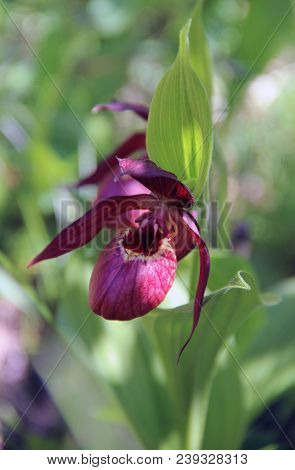 Two Awesome Lady's Slipper Flowers, View Above