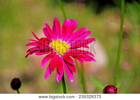 Bright Beautiful Flower With Red Petals And Yellow Core Shining Under The Sun And Its Shadow