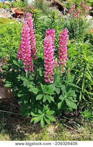 Pyramid Of Amazing Pink Flowers In The Garden In Summer Sunny Day