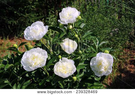Snow-white Flowers With Gentle Yellow Touch Shining Under The Sun On Green Leaves Background