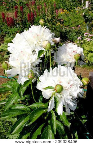 Snow-white Flowers With Reddish Dots And Closed Green Buds