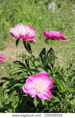 View Against On The Group Of Red Flowers With Yellow-white Cores Shining Under The Sun