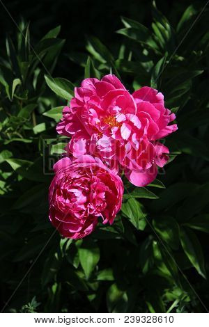 View Above On Two Red Flowers With Yellow-white Cores Shining On Green Leaves Background
