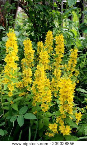 Pyramid Of Amazing Yellow Flowers In The Garden In Summer Sunny Day