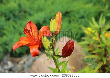 Awesome Fire-orange Flower With Opened Petals And Four Closed Buds Multicolored