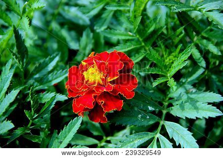 Macro Photo Of An Amazing Bright Flower With Red Petals And Yellow Border, And A Yellow Core