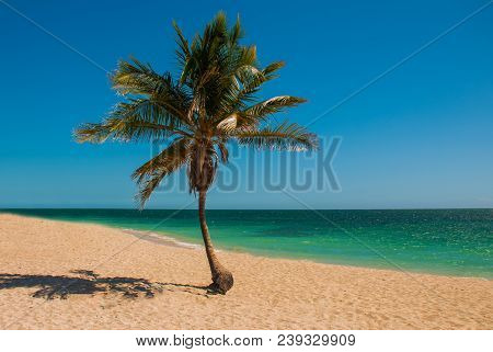 Panorama Of Wide, Sandy Beach On A Tropical Island With A Coconut Palm Tree. The Beautiful Beach Of 