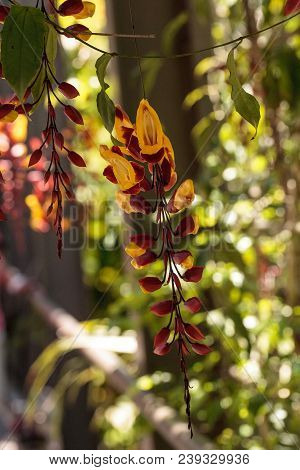 Yellow And Red Clock Vine Thenbergia Mysorensis Flowers