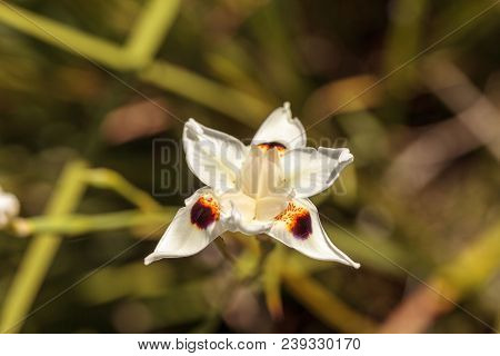 Fortnight Lily Also Called White Iris Flower Dietes Bicolor Blooms In A Water Garden In Naples, Flor