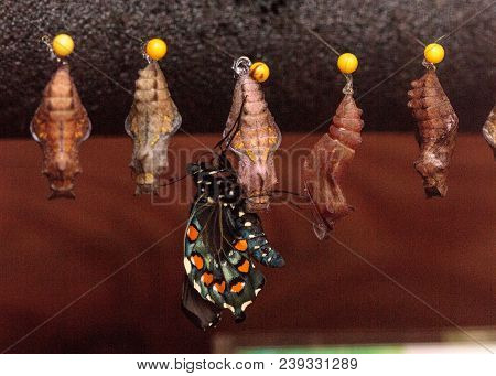 Palamedes Swallowtail Butterfly, Papilio Palamedes