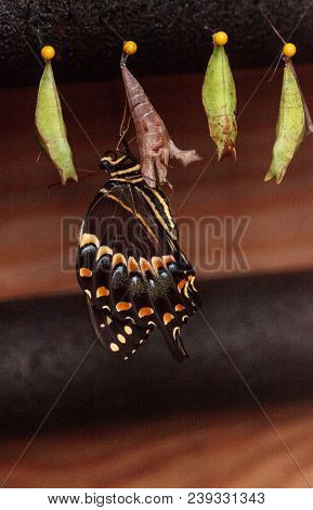 Palamedes Swallowtail Butterfly, Papilio Palamedes