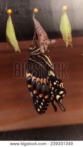 Palamedes Swallowtail Butterfly, Papilio Palamedes