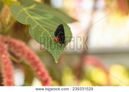 Black And Orange Red Atala Butterfly Called Eumaeus Atala Perches On A Green Leaf