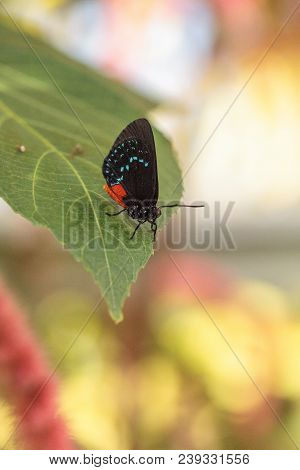 Black And Orange Red Atala Butterfly Called Eumaeus Atala Perches On A Green Leaf
