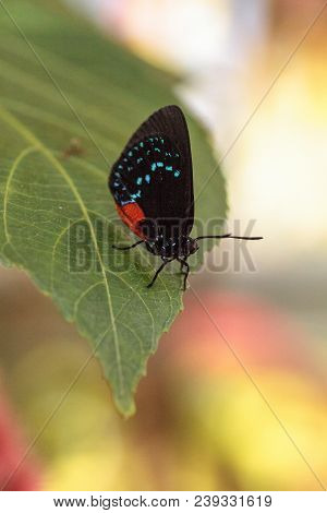 Black And Orange Red Atala Butterfly Called Eumaeus Atala Perches On A Green Leaf