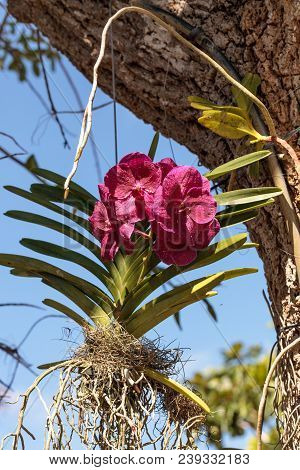 Pink Aranda Orchid Hanging From A Tree With Its Roots Exposed In Naples Florida