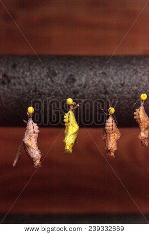 Pipevine Swallowtail Butterfly Chrysalis Battus Philenor In A Butterfly Garden In Naples, Florida