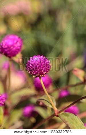 Gomphrena Globosa Purple Flower Blooms