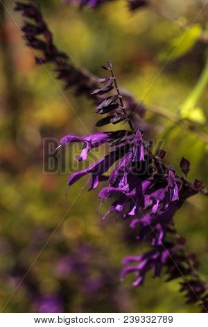 Purple Salvia ‘phyllis Fancy’ Flower