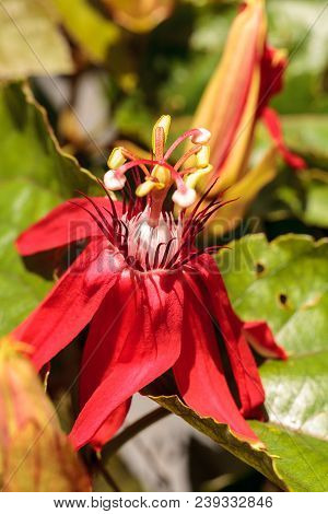 Scarlet Flame Red Passionflower Called Passiflora Miniata Blooms On A Vine In Southern Florida