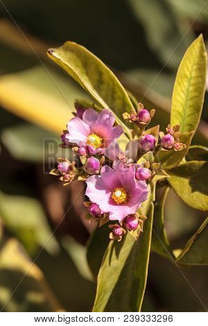 Flowering Rose Cactus Pereskia Grandiflora Blooms