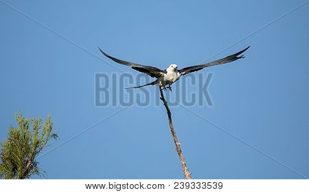 Flying Swallow-tailed Kite Collects Spanish Moss