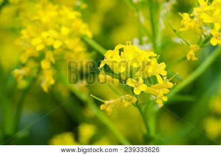 Yellow Coleseed Flowers Grow In Fresh Air In The Spring