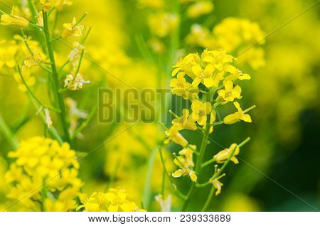 Yellow Coleseed Flowers Grow In Fresh Air In The Spring