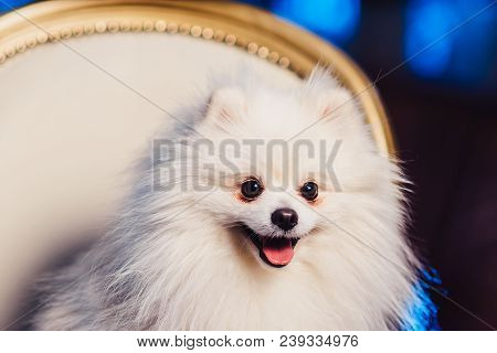 A Cute Pomeranian Dog Lounging On A Leather Armchair