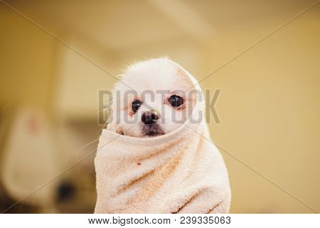 Portrait Of A Wet Dog. Pomeranian Dog In The Bathroom