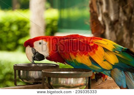 Macow is eating food. They live in nature.